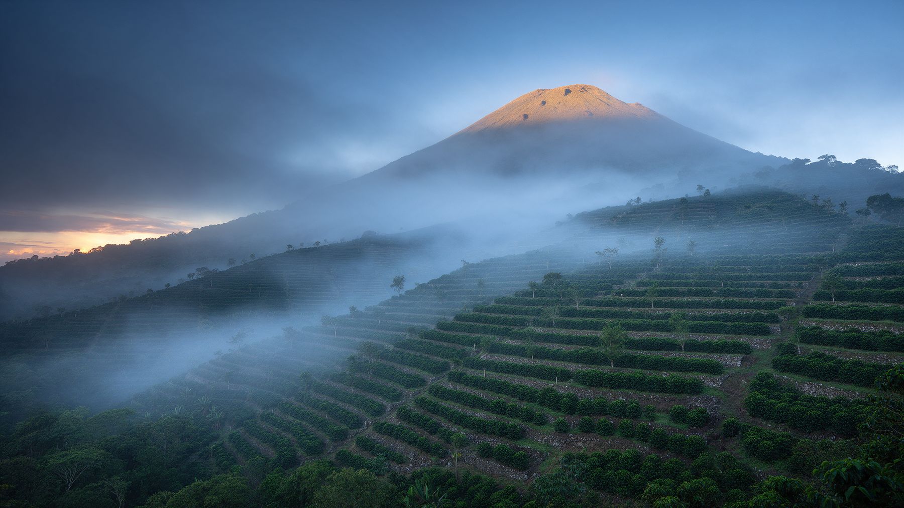 Coffee terraces below a volcano in El Salvador at dawn